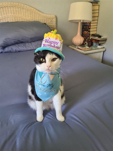 Oreo Wants To Tell Everyone Its His 14th Birthday Rcats