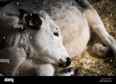 A Calf Of Swedish Mountain Breed An Ancient Landrace Native Breed