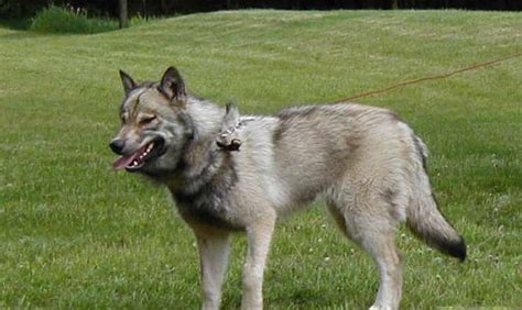 Wolf-Dog Hybrids | International Wolf Center