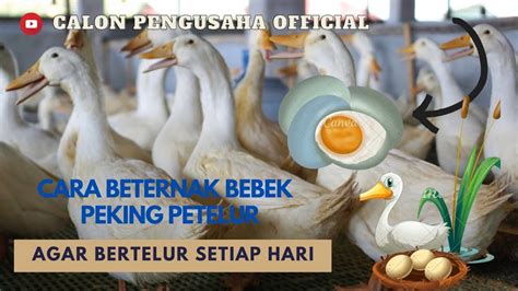 Cara Merawat Bebek Peking Supaya Bertelur Youtube