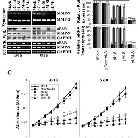 SiRNA Against UPAR And Or MMP 9 Induces Transcriptional Inactivation Of