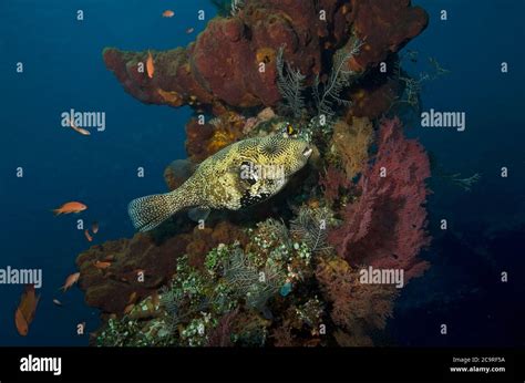 Map Puffer Arothron Mappa On Coral Encrusted Liberty Wreck Tulamben