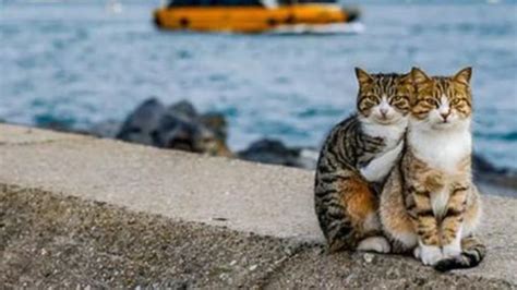 Fotografa Due Gatti Randagi Che Si Coccolano In Riva Al Mare Le