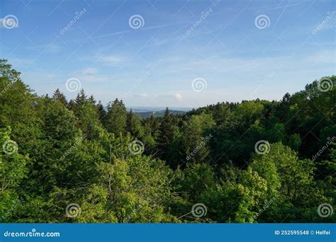 Bosque De La Baviera Alemana Foto de archivo - Imagen de fotografiado ...