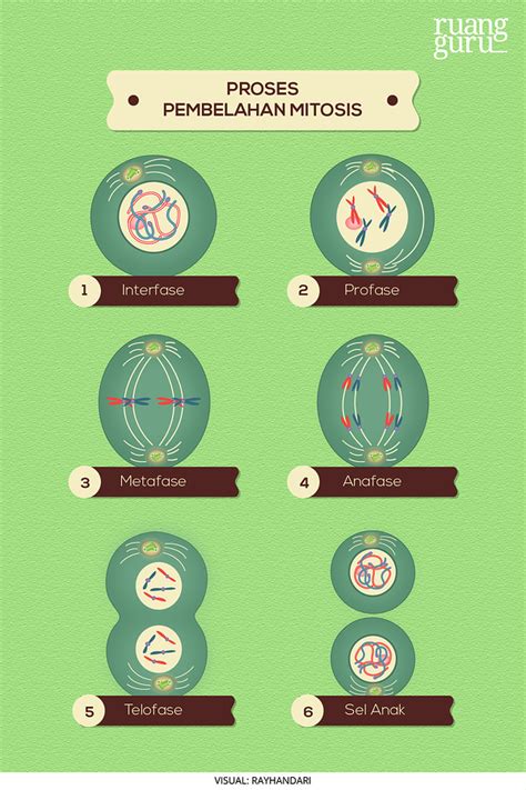 Mempelajari Tahap Tahap Pembelahan Mitosis Biologi Kelas 12 Mitosis