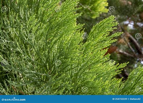 Giant Sequoia Tree Leaves