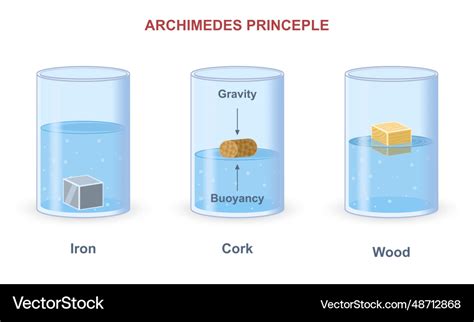 Archimedes Principle Experiment Royalty Free Vector Image