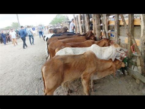 Bezerrada A Partir R Reais Hoje Na Feira Do Gado De Caruaru Pe