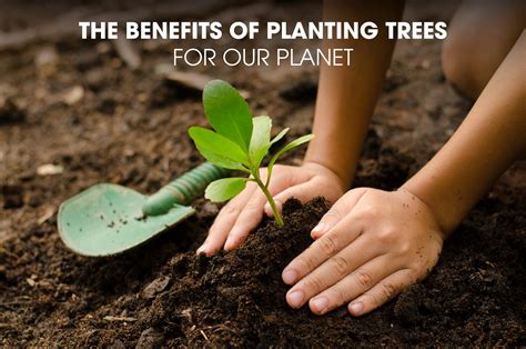 What are the benefits of planting more trees? – ouestny.com