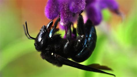 Black Carpenter Bees - All You Need To Know About The Big Black Bee!