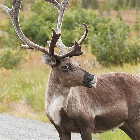 Dancer Santas Enchanting Reindeer And Her Magical Adventures