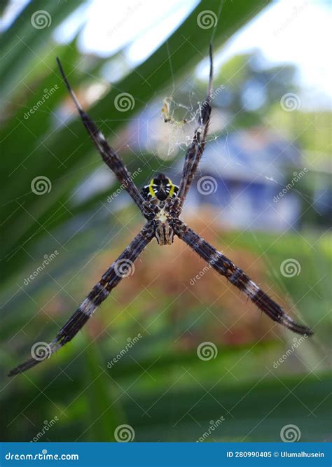 The little spider stock image. Image of green, waiting - 280990405