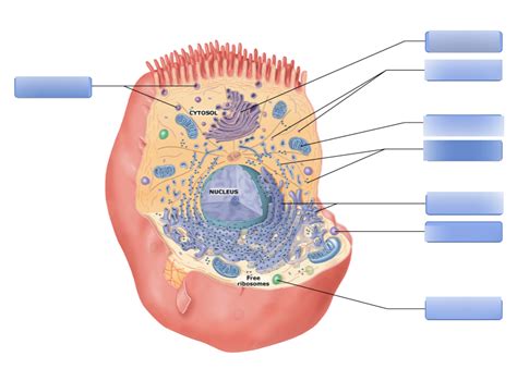 Mastering 3 Cell Structure Part 2 Diagram Quizlet