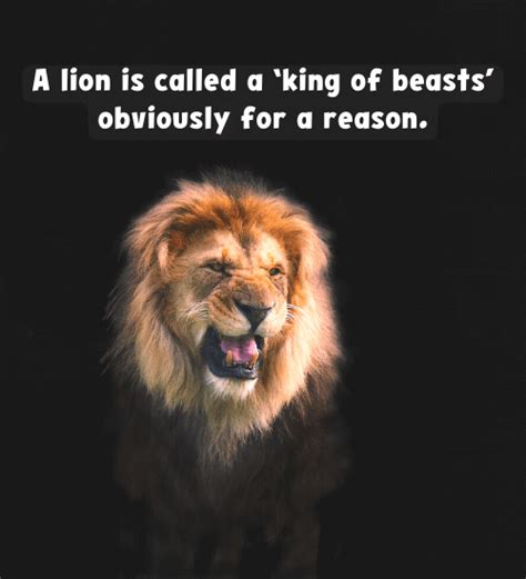 200 Attitude Powerful Lion Quotes Find Inspiration