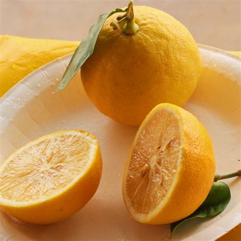 Citrus Bergamia Bergamot Orange Pikirangi Online Garden Centre