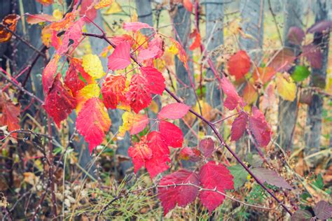 Fall colored leaves - free stock photo - Imagecarrier