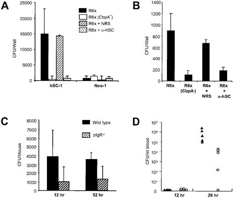 The Polymeric Immunoglobulin Receptor Translocates Pneumococci Across