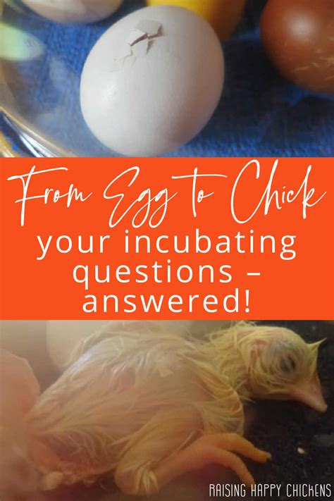 Incubating Chicken Eggs Your Questions Answered