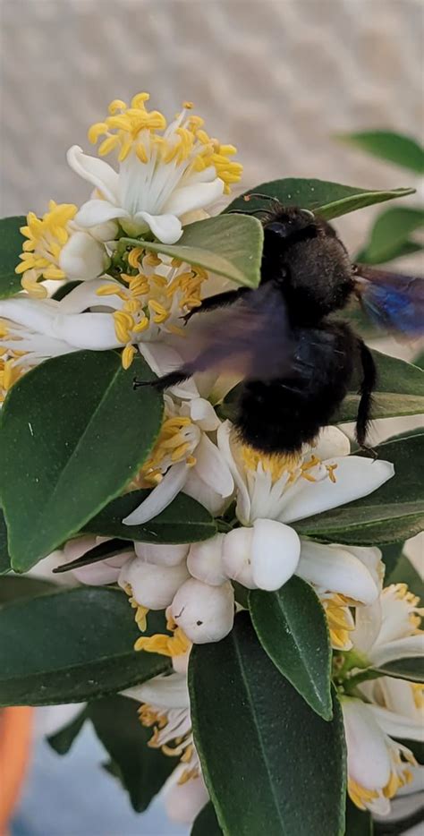 Blaue Holzbiene Xylocopa Violacea Blaue Holzbiene Xyloc Flickr