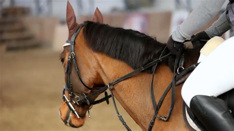 L Origine De Ces Fameuses Expressions Monter Sur Ses Grands Chevaux