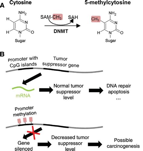 Bioelectrochemistry Of Nucleic Acids For Early Cancer Diagnostics