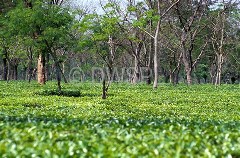 Assam Tea Plantation Sikkim India