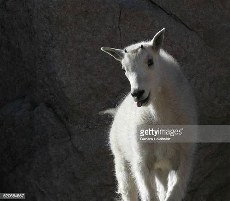 174 Baby Mountain Goat Stock Photos, High-Res Pictures, and Images ...