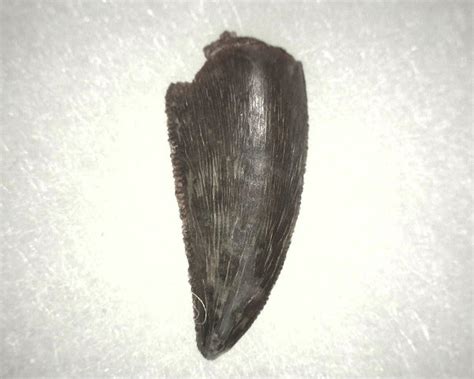 Abelisauridae Dinosaur Tooth #3 | Fossils for Sale