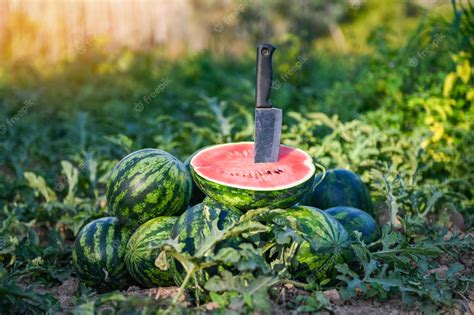 Premium Photo Watermelon Slice In Watermelon Field Fresh Watermelon Fruit On Ground