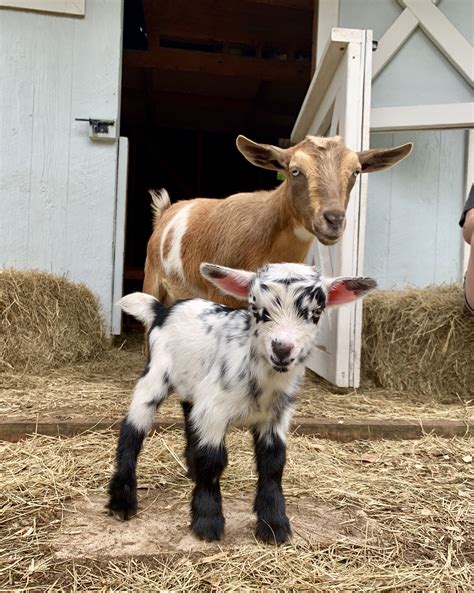 Mom Watches Over Her Baby Goat Filhotes Fofos Bichinhos Bonitinhos