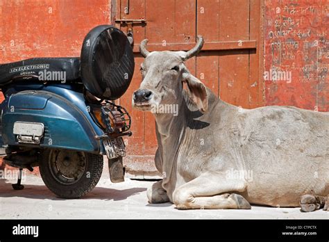 Sacred Cow And Motorcycle At Agra Uttar Pradesh India Stock Photo Alamy