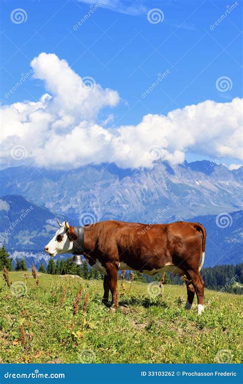 Alpine Cow Stock Photo Image Of Hill Scenic Nature 33103262