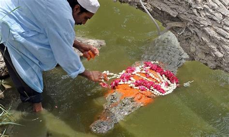 From Legend To Science The Crocodiles Of Manghopir Pakistan Defence