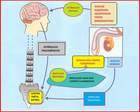 Mecanismos Da EreÇÃo O Ponto Chave Da RelaÇÃo Sexual De Sucesso