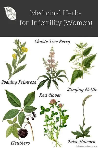 Herbs For Fertility Or Infertility In Women The Herbal Resource