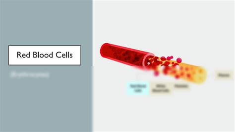 Solution Macrocytic Anemias Studypool