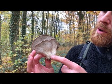 D Buter La Cueillette De Champignons Sans Risques Youtube