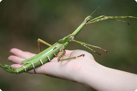 Living Stick Walkingsticksinsect Stick Insect Walking Stick Insect