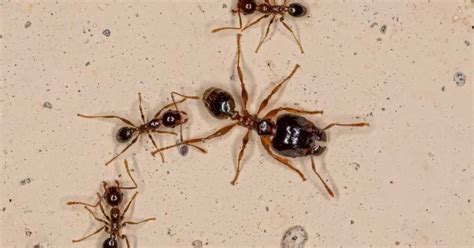Are Big Headed Ants Dangerous Explained