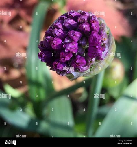 Purple Allium Bud Stock Photo Alamy