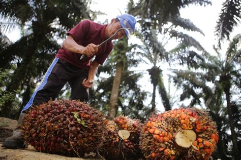 Palm Oil Industry Need Entomology to Increase Production - BPDP