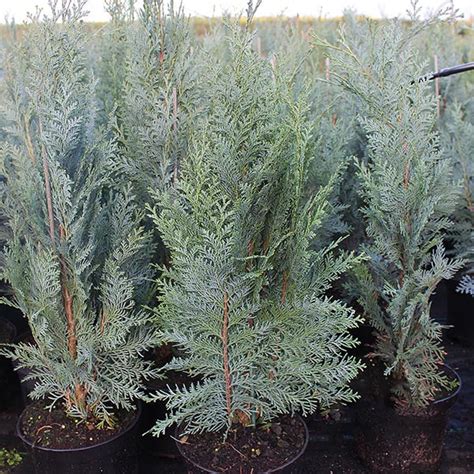 Chamaecyparis Lawsoniana Columnaris Lawson Cypress Mail Order Trees