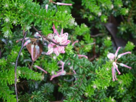 Grevillea Lanigera Mt Tamboritha Gardening With Angus