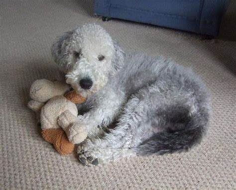 Bedlington puppy – Artofit