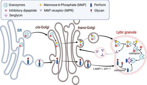 Frontiers Locked And Loaded Mechanisms Regulating Natural Killer