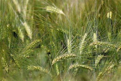 Uprawa jęczmienia ozimego co rolnik powinien wiedzieć Agropedia