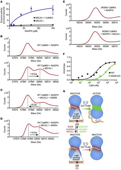 JCI MICAL1 Constrains Cardiac Stress Responses And Protects Against