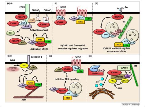 Iqgaps Choreograph Cellular Signaling From The Membrane To The Nucleus