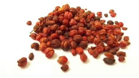 Medicine Grade Celastrus Paniculatus Seeds Malkangni Jyotismati At Rs