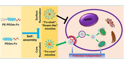 Potential Independent Intracellular Drug Delivery And Mitochondrial